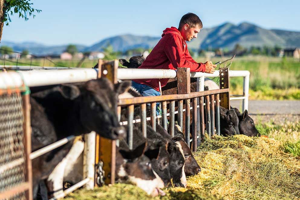 Man in red sweat shirt using cell phone feeding cows